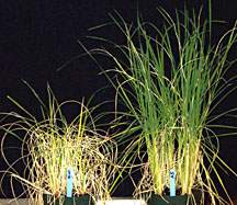 drought resistant rice