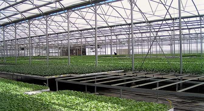 2006 08 26 11 39 Θερμοκήπιο ProPlant1