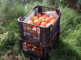 Field tomatoes