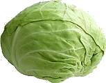 Cabbage1