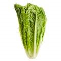 Lettuce Cos 2
