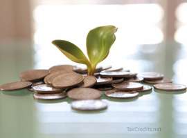 Money plant
