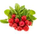 Radishes 2