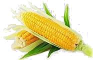 Sweet corn