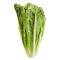 Lettuce Cos