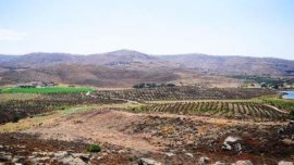 Oleve Family Estate