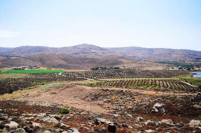 Oleve Family Estate