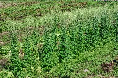 Lettuce field bolted